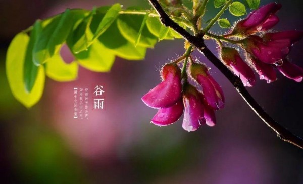 谷雨节气的含义是什么 谷雨是几月几号2021年