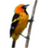 Birdster日记工具下载 v1.6.5官方版
